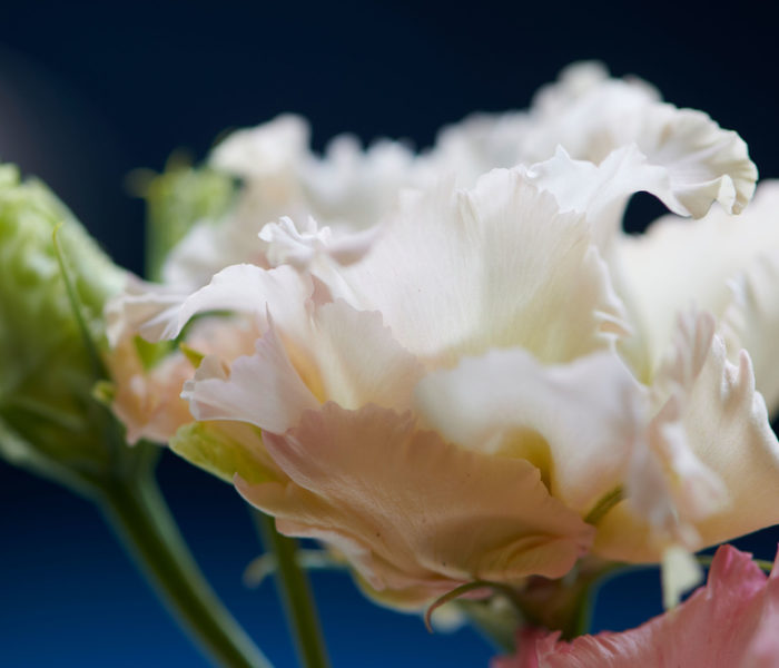 LE LISIANTHUS