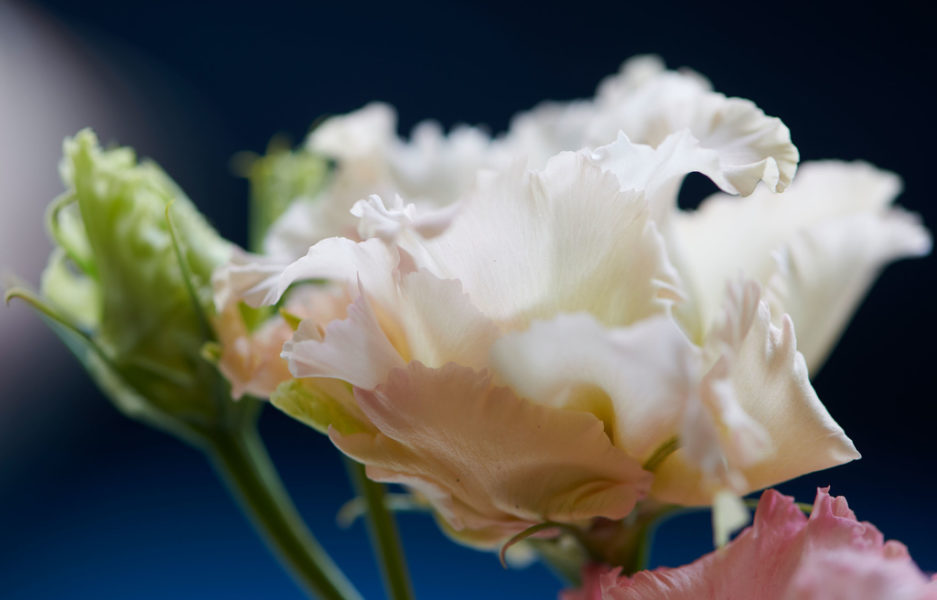 LE LISIANTHUS