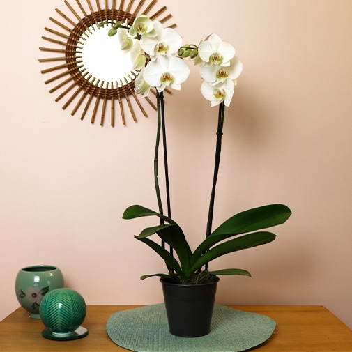 Orchidée blanche avec cache pot – fleursetdesign