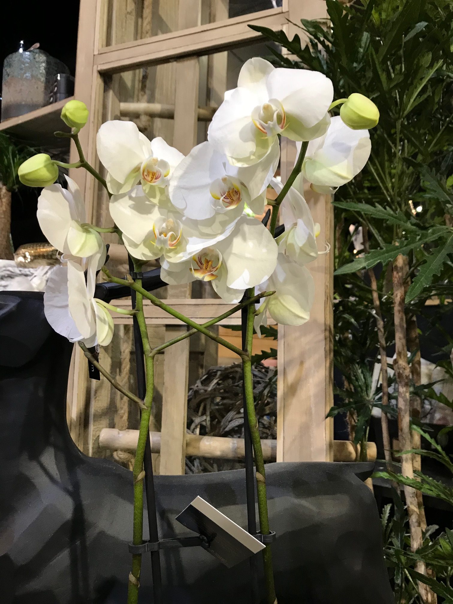 Orchidée blanche avec cache pot