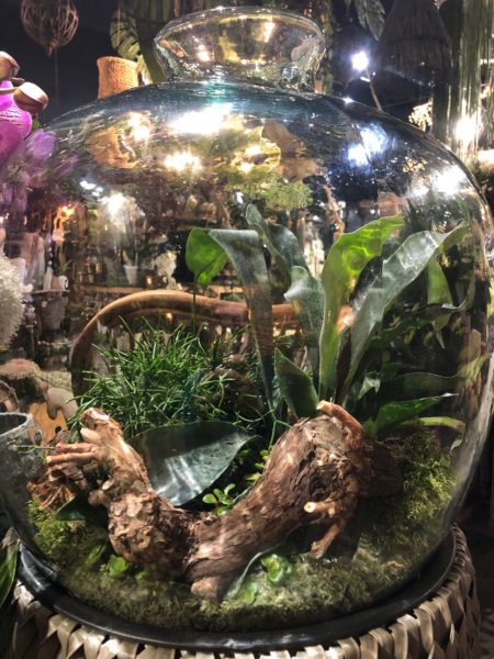 Terrariums de plantes : les vedettes du moment