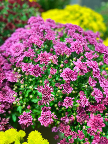 Les chrysantèmes normandes sont arrivées