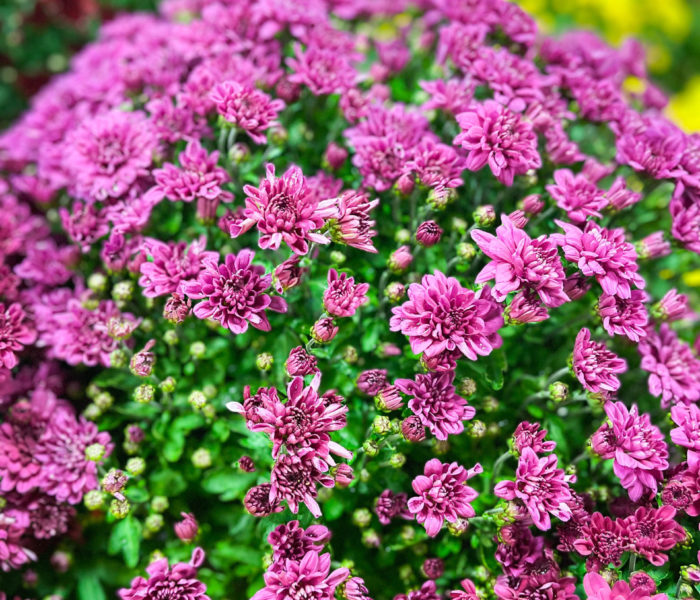 Les chrysantèmes normandes sont arrivées